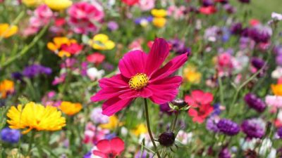 Illustration Blühstreifen